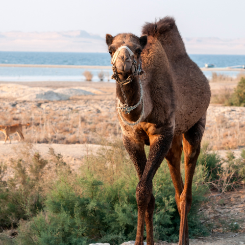 Untitled design (39)